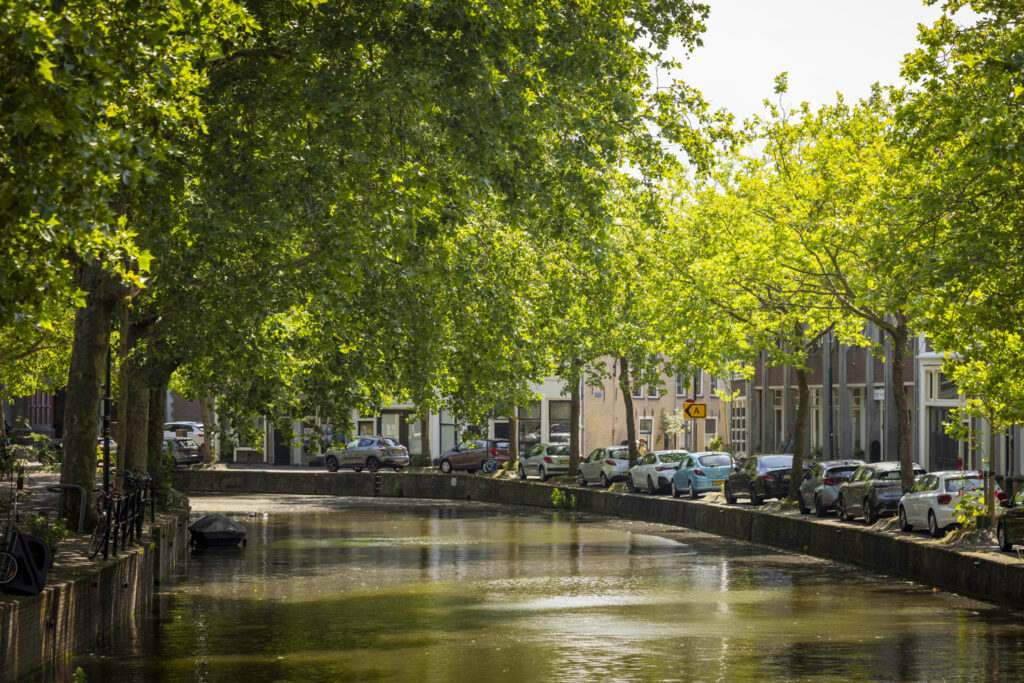 Iepen in Gouda